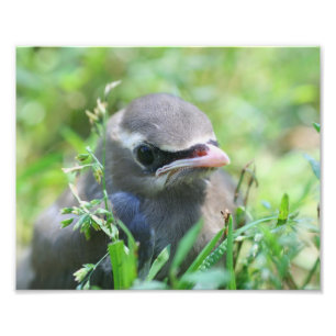 Baby Cedar Waxwing Bird 8x10 Nature Fotodruck