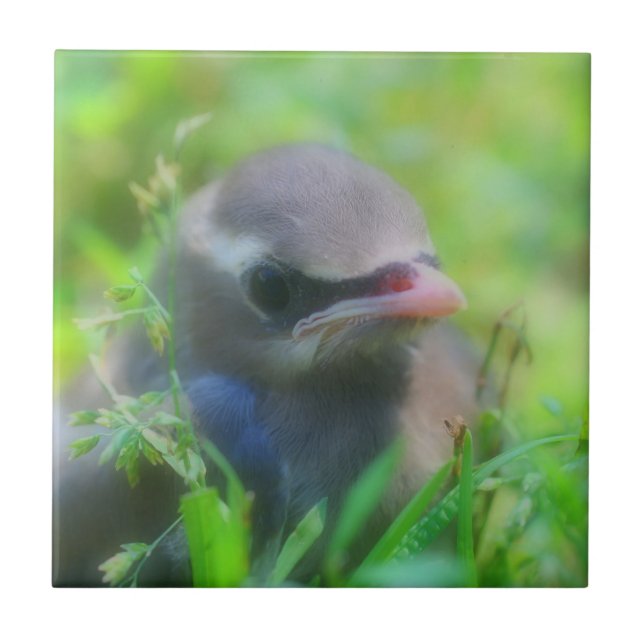 Baby Cedar Waxwing Bird Animal Fliese (Vorderseite)