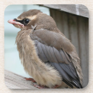 Baby Cedar Waxwing Bird Nature Getränkeuntersetzer