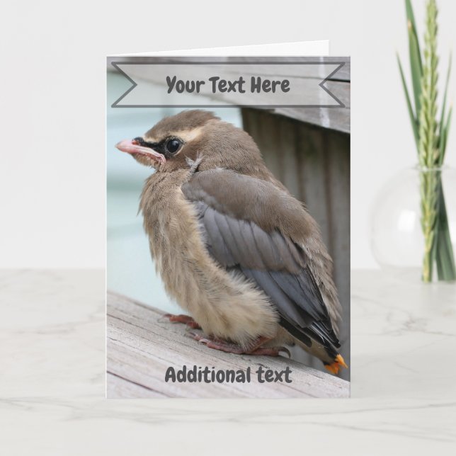 Baby Cedar Waxwing Bird Nature Photo  Karte (Vorderseite)