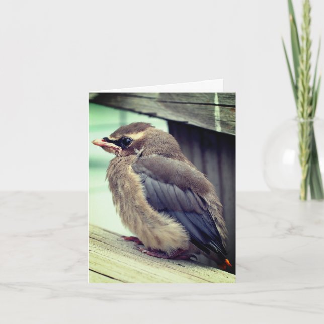 Baby Cedar Waxwing Bird Natureinweis Dankeskarte (Vorderseite)