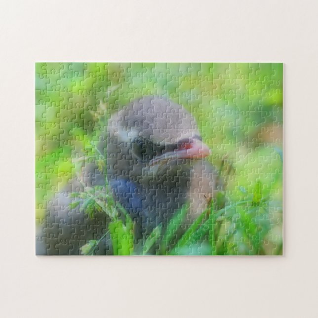 Baby Cedar Waxwing Fledgling Bird Nature (Horizontal)