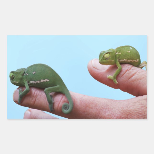 Baby Chamäleons Perspektive Rechteckiger Aufkleber (Vorderseite)