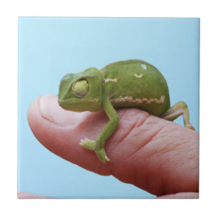 Baby Chameleon-Perspektive Fliese