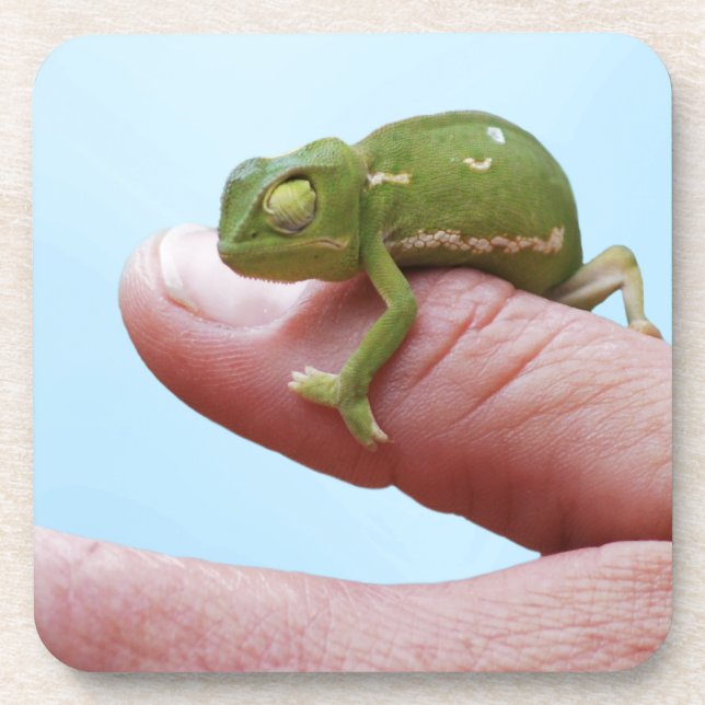 Baby Chameleon-Perspektive Getränkeuntersetzer (Vorderseite)