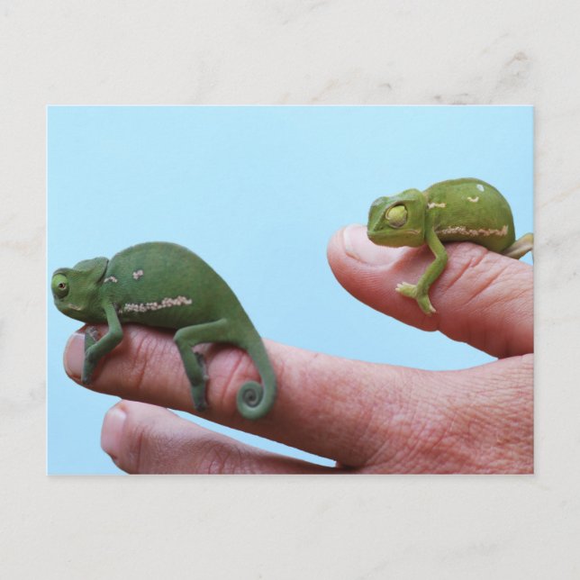 Baby Chameleon-Perspektive Postkarte (Vorderseite)