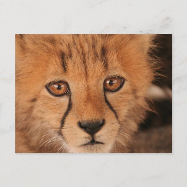 Baby Cheetah Postcard Postkarte (Vorderseite)