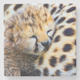 Baby Cheetah Steinuntersetzer