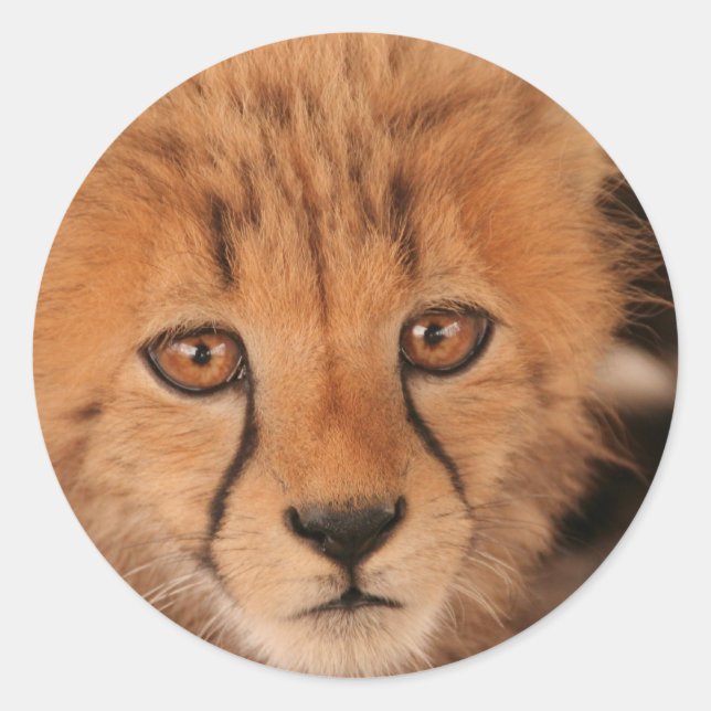Baby Cheetah Stickers (Vorderseite)