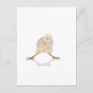 Baby chick postkarte
