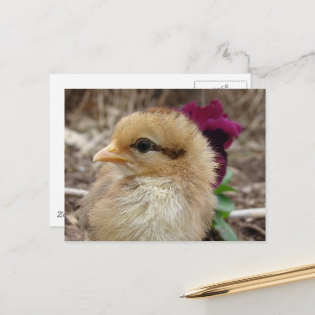 Baby Chick und Pansy Blume Postkarte (Vorderseite/Rückseite Beispiel)