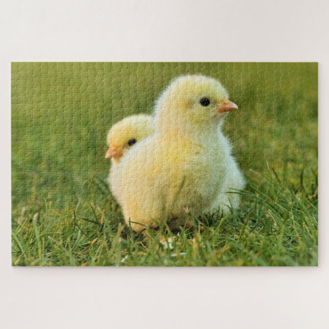 Baby Chicken Puzzle (Horizontal)