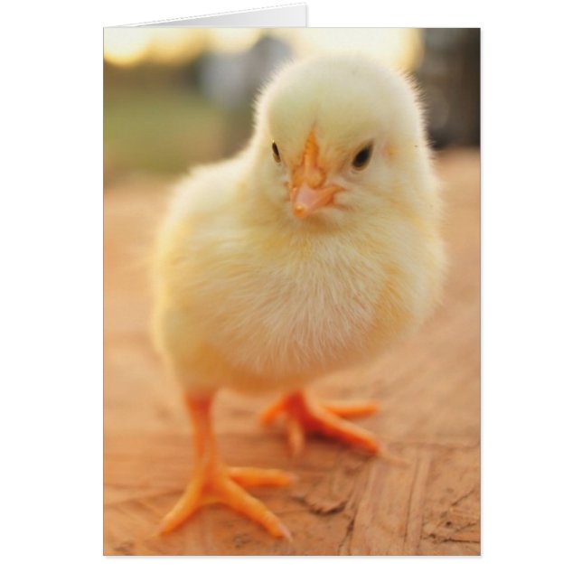 Baby Chicks (Vorne)