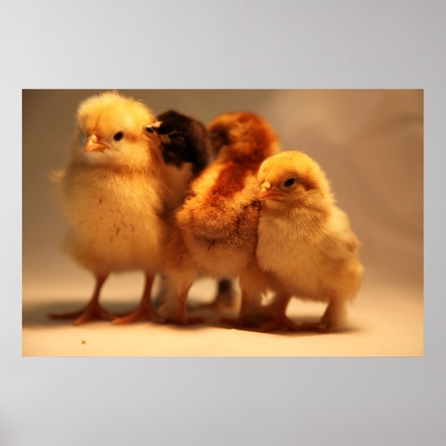 Baby Chicks Poster (Vorne)