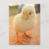 Baby Chicks