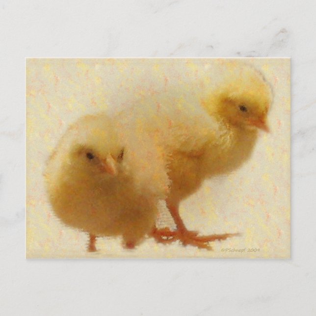 Baby Chicks Postkarte (Vorderseite)