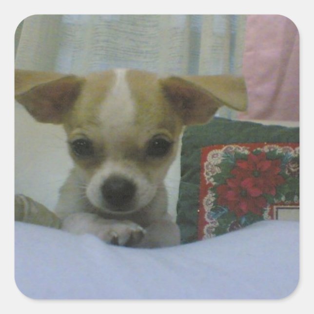 Baby Chihuahua Puppy Quadratischer Aufkleber (Vorderseite)