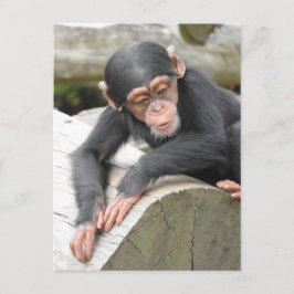 Baby Chimp Postcard Postkarte