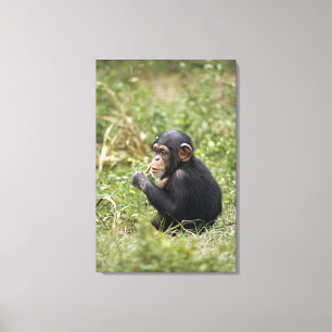 Baby Chimpanzee Pan Troglodytes Leinwanddruck