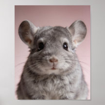 Baby-Chinchilla-Porträt – Süßes Tier für das Kinde