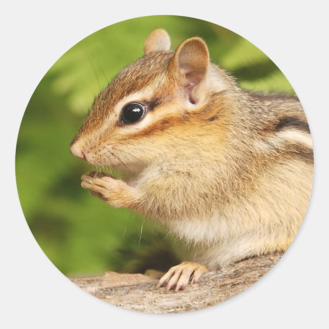 Baby-Chipmack mit Snack Runder Aufkleber (Vorderseite)