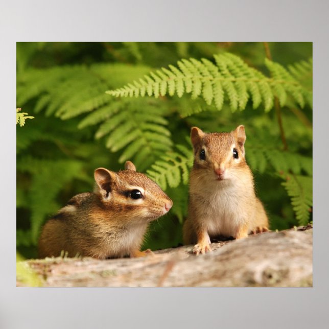 Baby-Chipmunk-Geschwister Poster (Vorne)