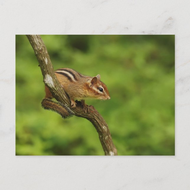 Baby Chipmunk in einem Baum Postkarte (Vorderseite)