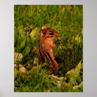 Baby Chipmunk Wildlife Animal Art