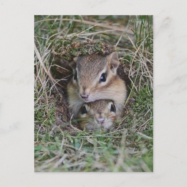 Baby Chipmunk zusammen Postkarte (Vorderseite)