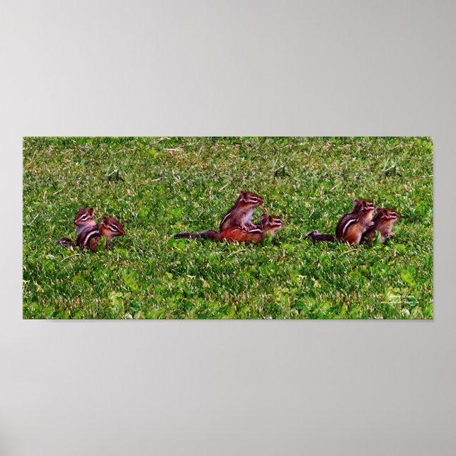 Baby Chipmunks Collage 2 Poster d'art au crayon an (Devant)