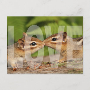 Baby Chipmunks Love Design Carte postale