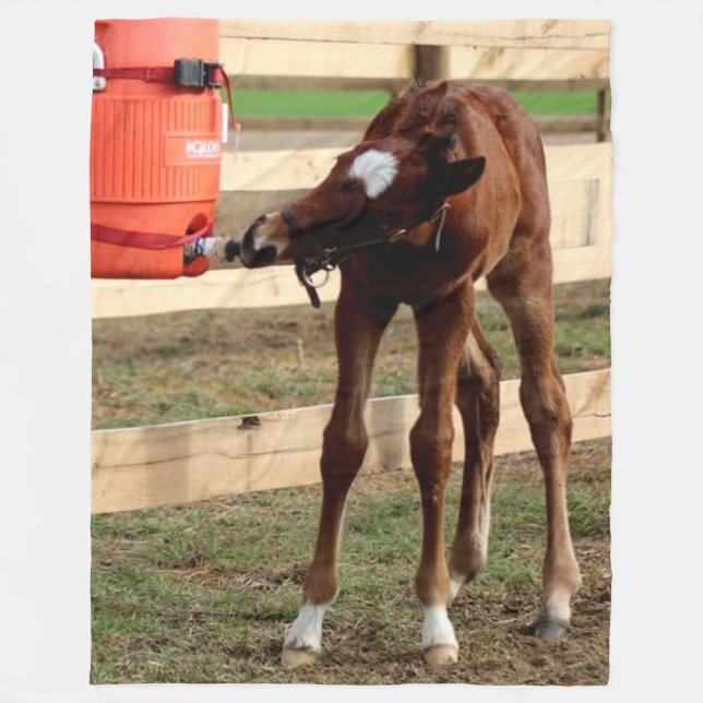 BABY COLT EINEN GETRÄNK FLEECEDECKE (Vorderseite)