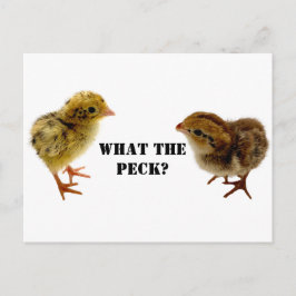 Baby Coturnix und bobwhite Quail Chicks Postkarte