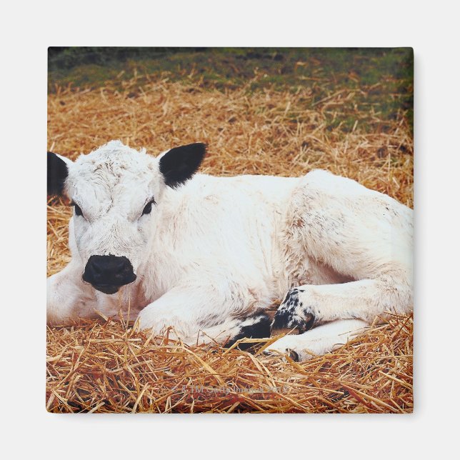Baby Cow, Calf Magnet (Vorne)