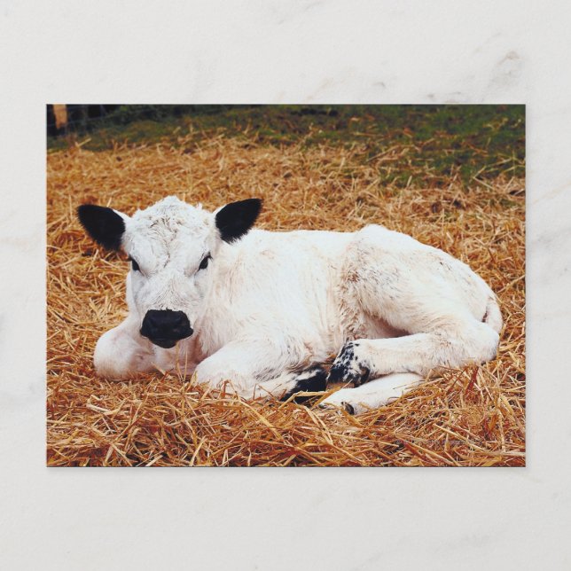 Baby Cow, Calf Postkarte (Vorderseite)