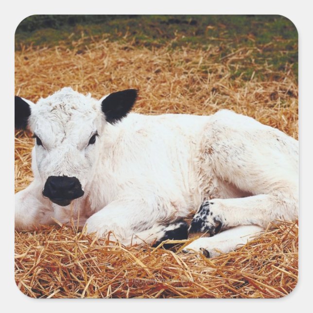 Baby Cow, Calf Quadratischer Aufkleber (Vorderseite)