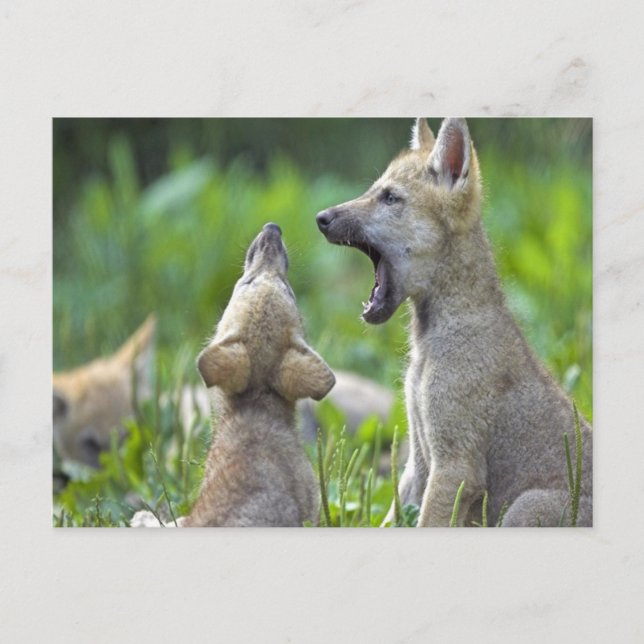 Baby Coyotes Postkarte (Vorderseite)