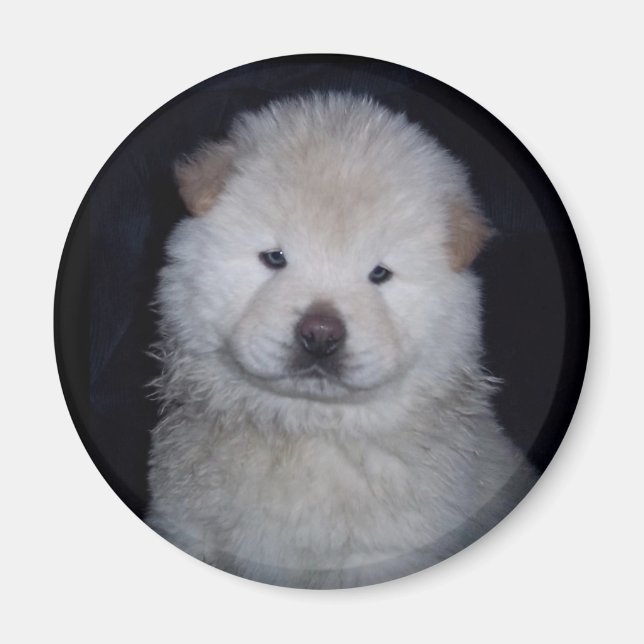 Baby Cream Chow Chow Magnet (Vorne)