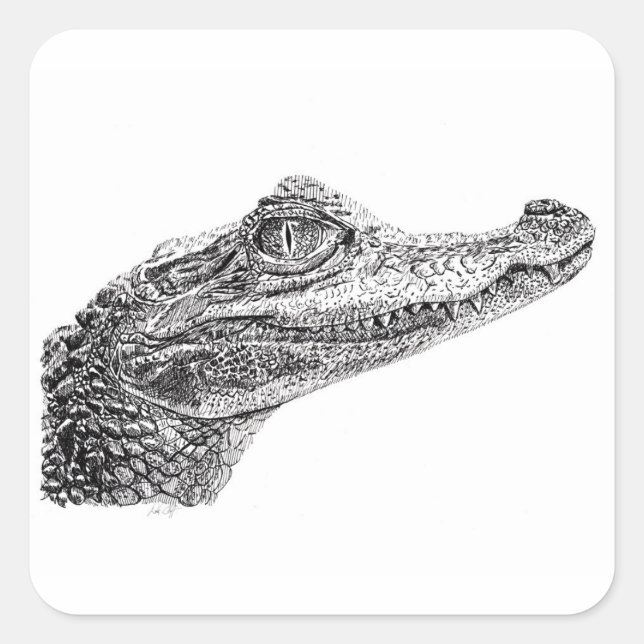 Baby Crocodile Ink Zeichnend Quadratischer Aufkleber (Vorderseite)