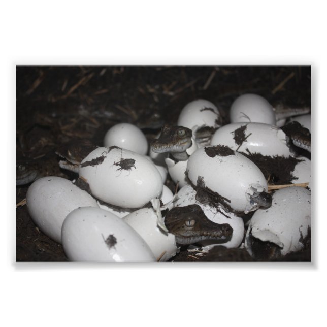 Baby Crocodiles Fotodruck (Vorne)