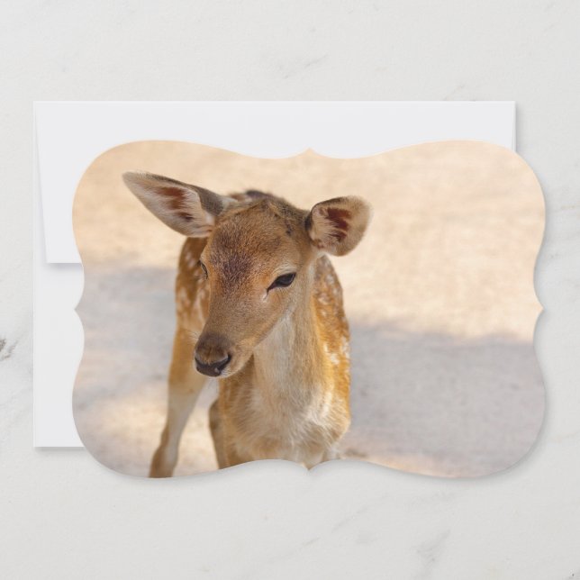 Baby Deer (Vorderseite)