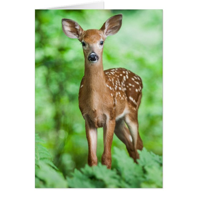 Baby Deer Fawn Bambi im Wald (Vorne)