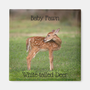 Baby Deer Fawn mit weißen Spots Magnet