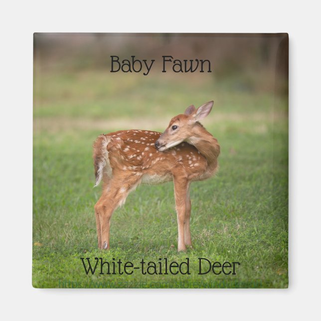 Baby Deer Fawn mit weißen Spots Magnet (Vorne)