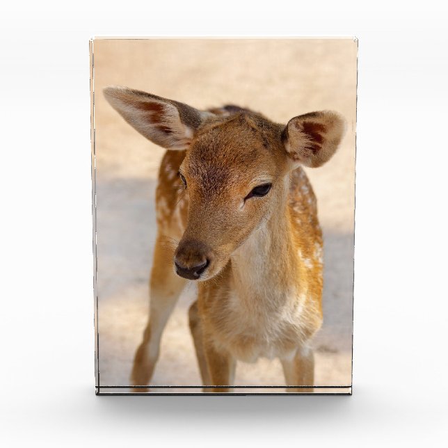 Baby Deer Fotoblock (Vorderseite)