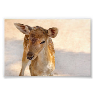 Baby Deer Fotodruck
