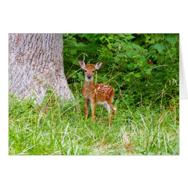 Baby Deer in the Woods Nature Fotografy (Vorderseite (Horizontal))