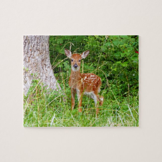 Baby Deer in the Woods Nature Fotografy (Horizontal)