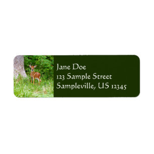 Baby Deer in the Woods Nature Fotografy