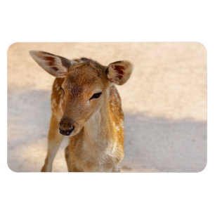 Baby Deer Magnet